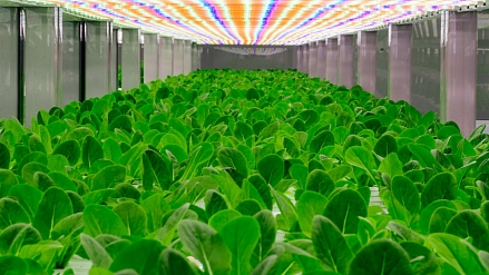 LED osvetlenie používané celosvetovo na vertikálnych farmách na podporu miestneho zásobovania potravinami